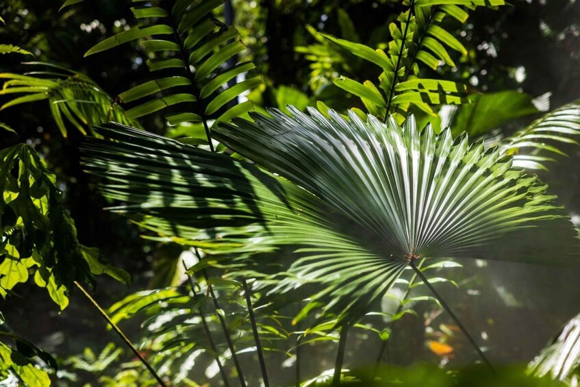 Picture 23 for Activity Miami: Fairchild Tropical Botanic Garden Entry Ticket 2