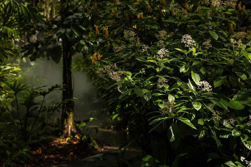 Picture 16 for Activity Miami: Fairchild Tropical Botanic Garden Entry Ticket 3