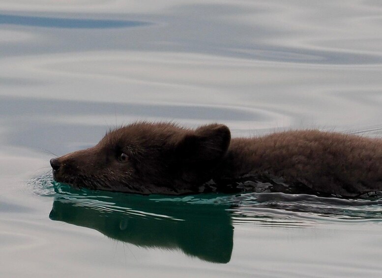 Longyearbyen: Arctic Wildlife Photo Tour 1