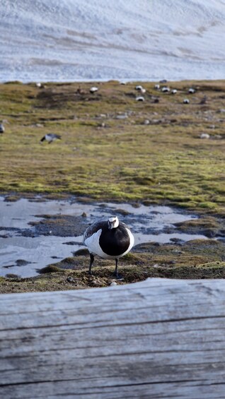 Picture 9 for Activity Longyearbyen: Arctic Wildlife Photo Tour 5