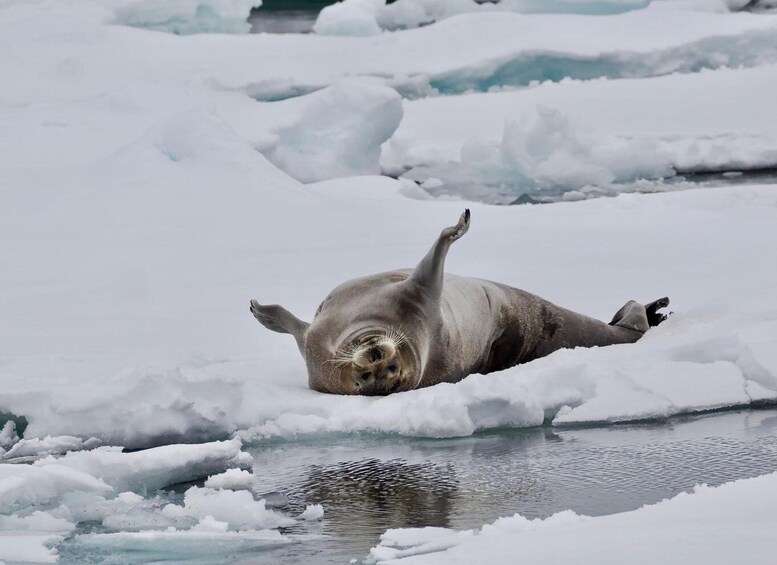 Picture 2 for Activity Longyearbyen: Arctic Wildlife Photo Tour 2