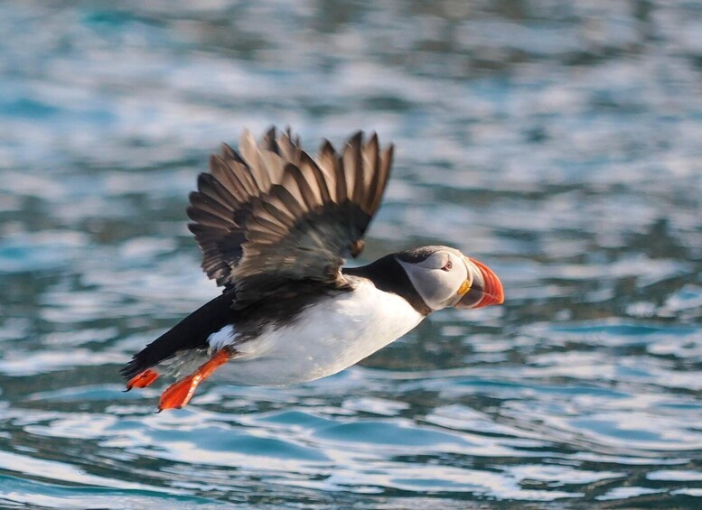 Picture 4 for Activity Longyearbyen: Arctic Wildlife Photo Tour 4