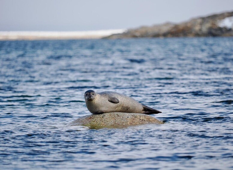 Picture 3 for Activity Longyearbyen: Arctic Wildlife Photo Tour 3