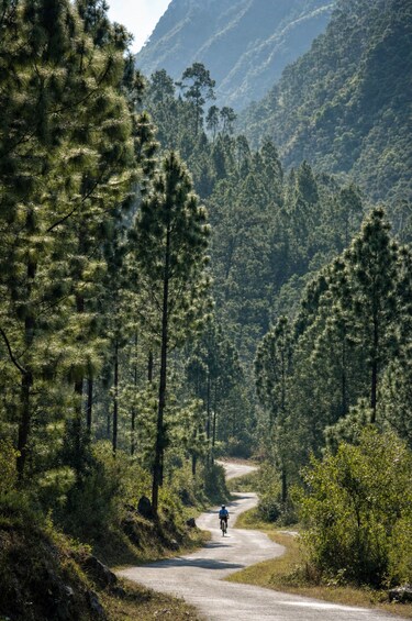 A cyclist on a winding mountain road surrounded by dense pine forests. 3