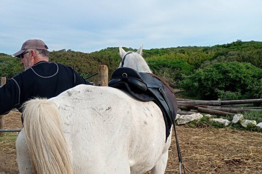 A white horse with a saddle, a person riding it, and a rural landscape with trees and a fence. 4