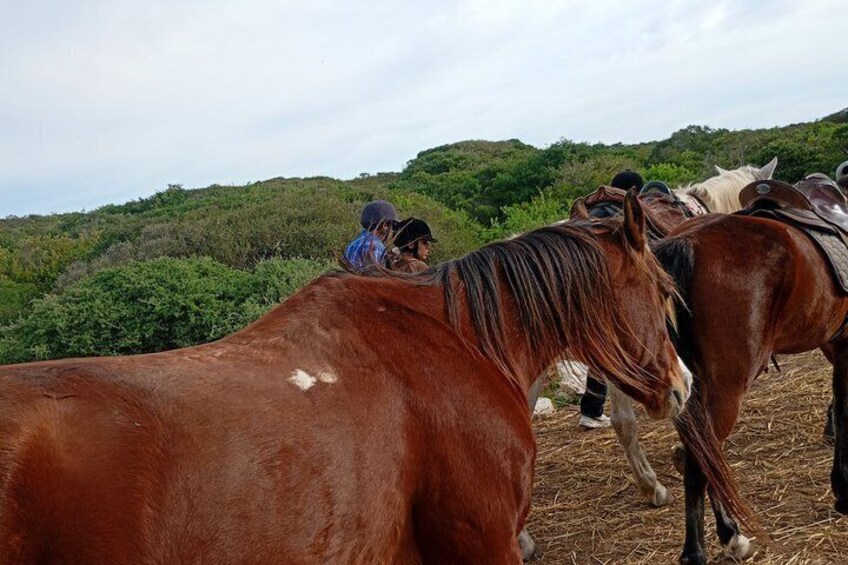 A group of horses with riders in a hilly, grassy area. 3