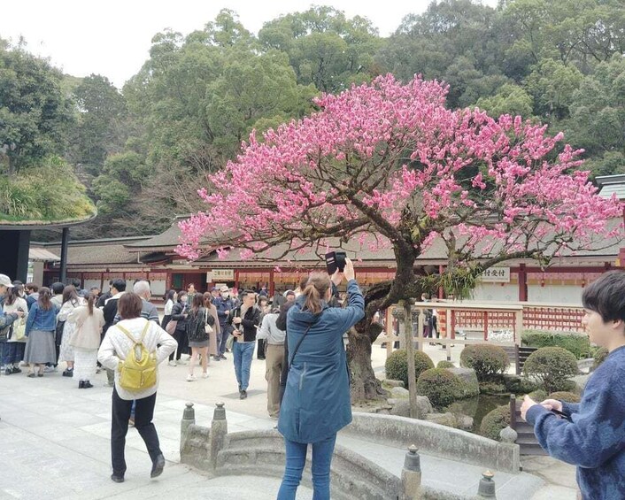 A cherry blossom tree in full bloom with people taking photos. 2