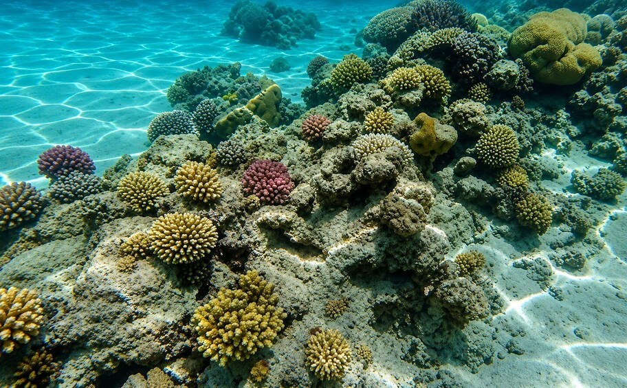 A vibrant coral reef with various coral formations and clear water. 2