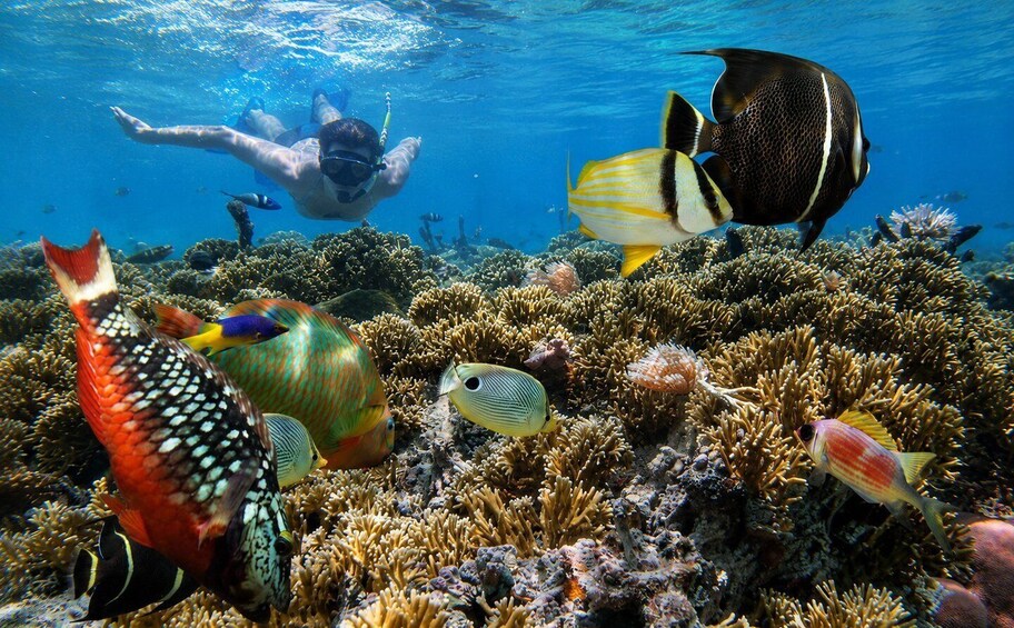 A diver swimming among colorful fish and coral reefs. 5