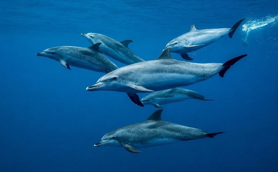 A group of dolphins swimming in the ocean. 1