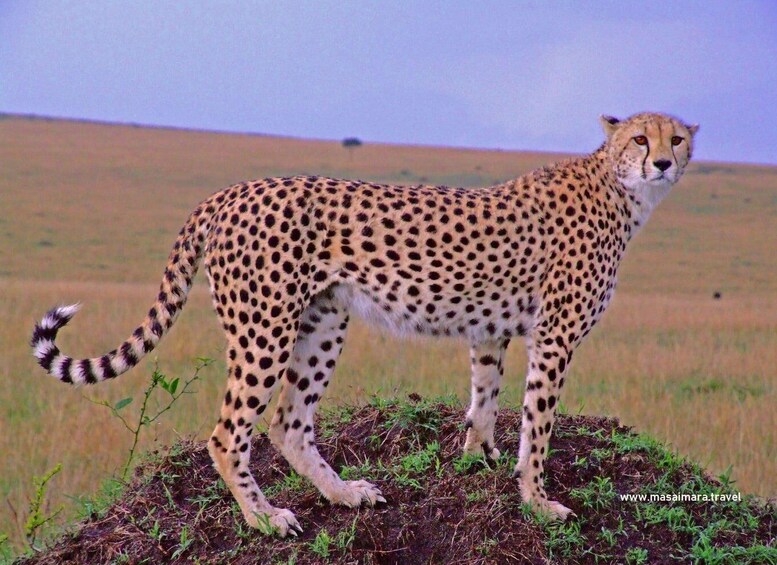 Picture 5 for Activity 2-Day Ngutuni Wildlife Tsavo East & Cultural Safari 4