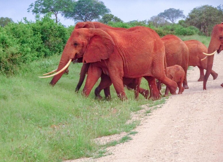 Picture 6 for Activity 2-Day Ngutuni Wildlife Tsavo East & Cultural Safari 2
