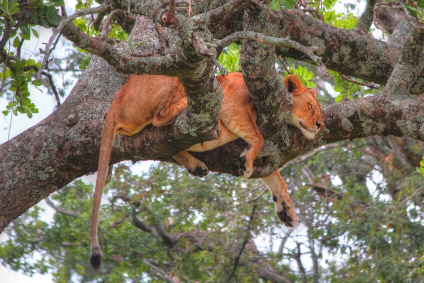 2-Day Ngutuni Wildlife Tsavo East & Cultural Safari 1