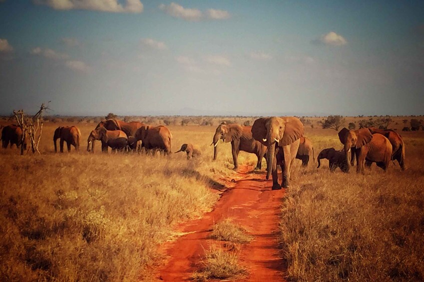 Picture 2 for Activity 2-Day Ngutuni Wildlife Tsavo East & Cultural Safari 5