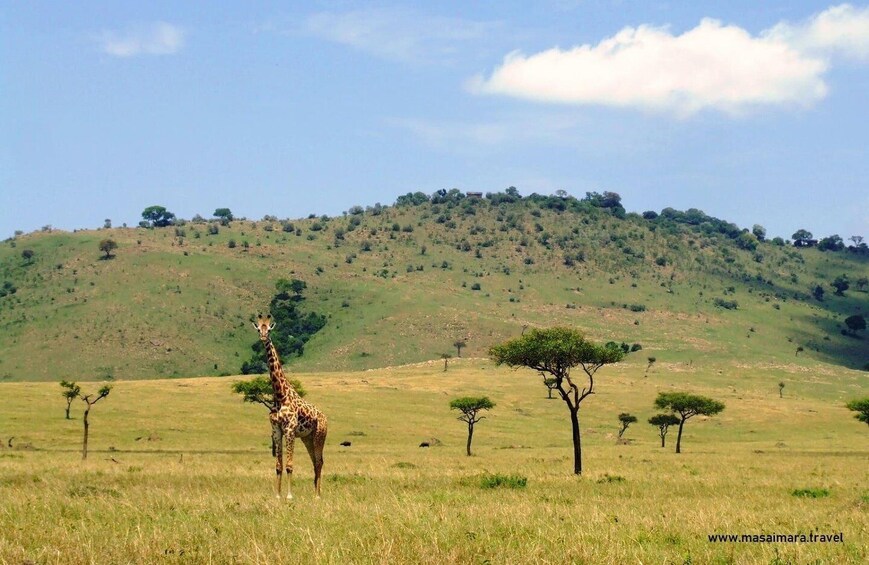 Picture 4 for Activity 2-Day Ngutuni Wildlife Tsavo East & Cultural Safari 3