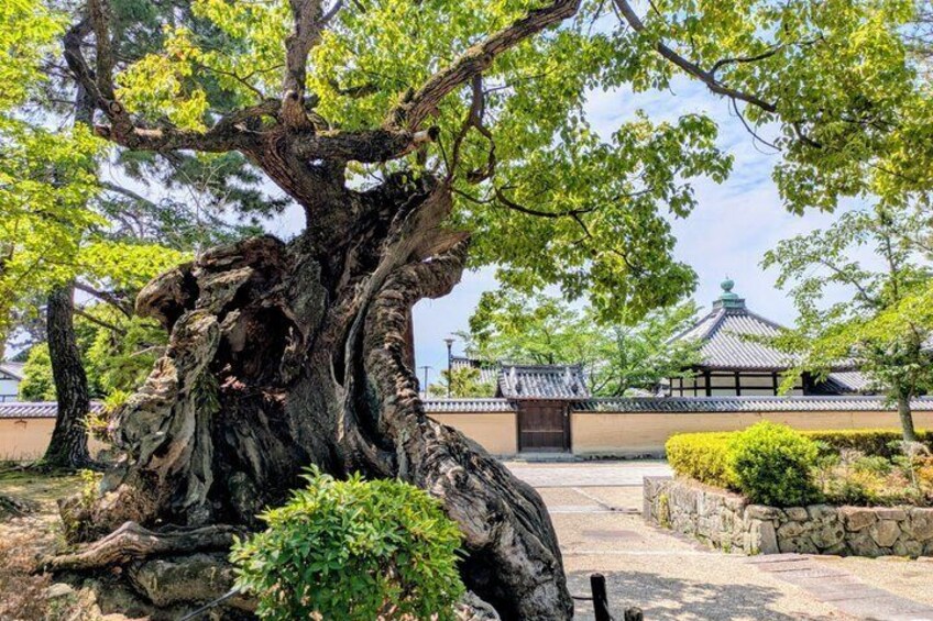 Day Tour from Osaka to Horyuji Temple and Mount Ikoma Views 5