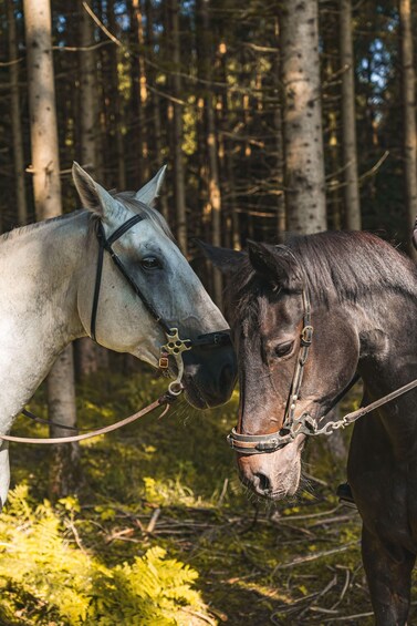 Two horses in a forest with tall trees and green foliage. 5