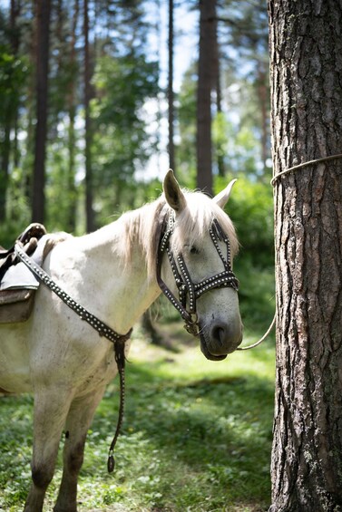 Picture 2 for Activity Småland: Guided Horseback Riding Tour in the Forest 3