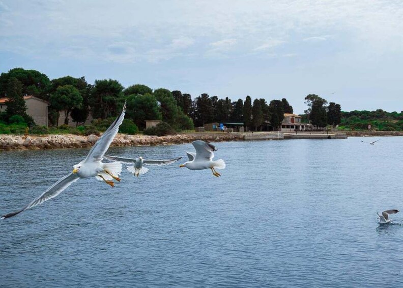 Seagulls flying over a calm body of water with buildings and trees in the background. 3