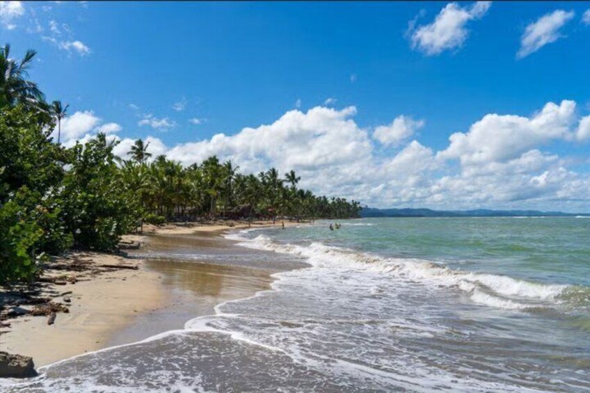 A tropical beach with palm trees, clear blue sky, and gentle waves. 4