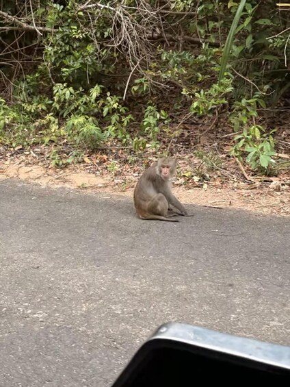 A monkey sitting on a paved road with greenery in the background. 5