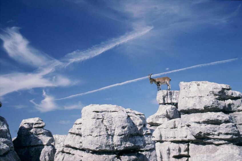A mountain goat standing on a rocky outcrop with a clear blue sky and contrails in the background. 2