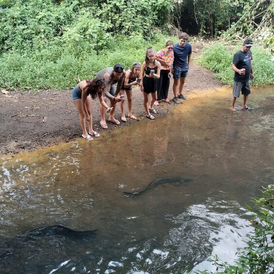 A group of people observing a large crocodile in a shallow water body surrounded by greenery. 5