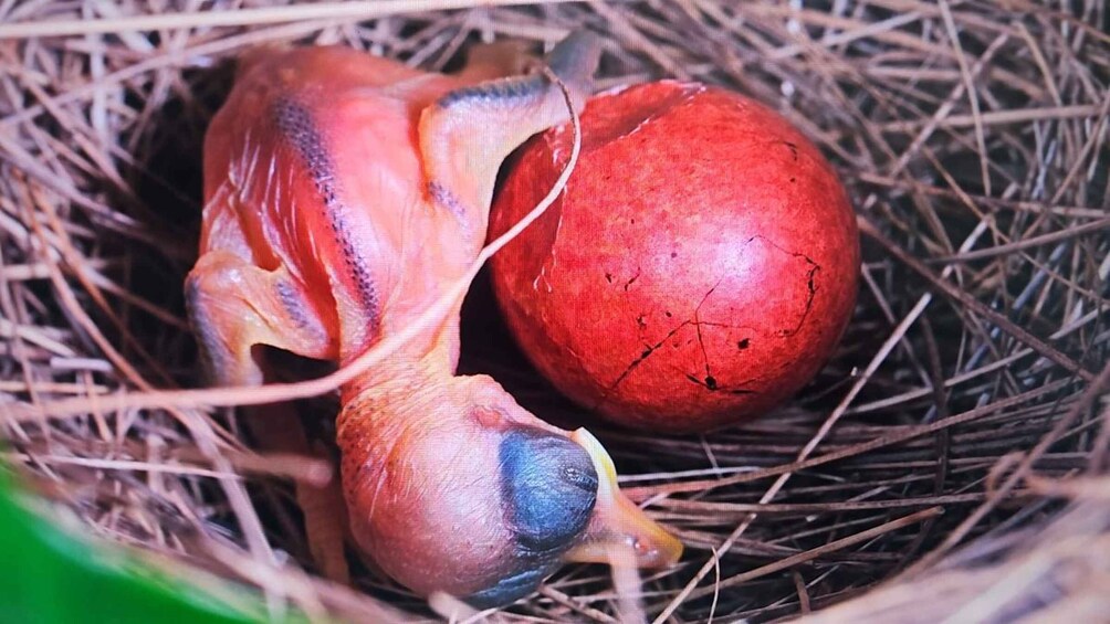 A bird's nest with a chick and a red egg. 3