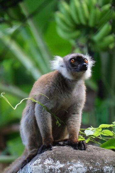 A lemur sitting on a rock with green foliage in the background. 1