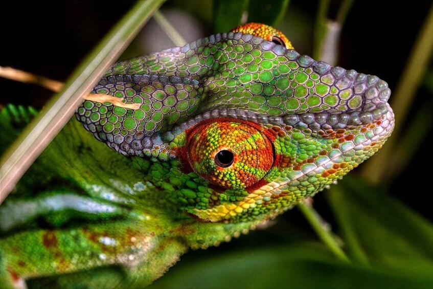A chameleon with vibrant green scales and a striking red and yellow eye. 4