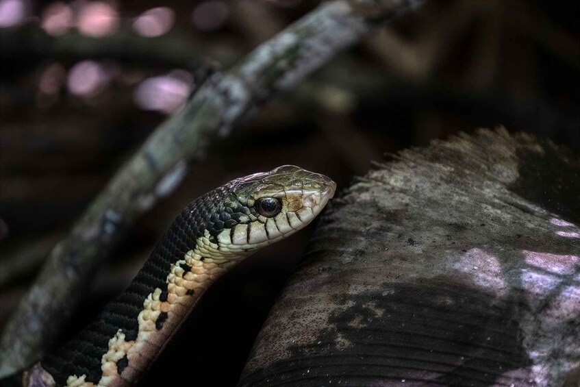 A snake with patterned scales resting on a branch. 2