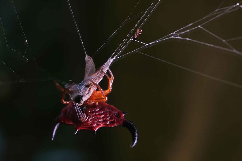 A spider with a red insect on its web. 5