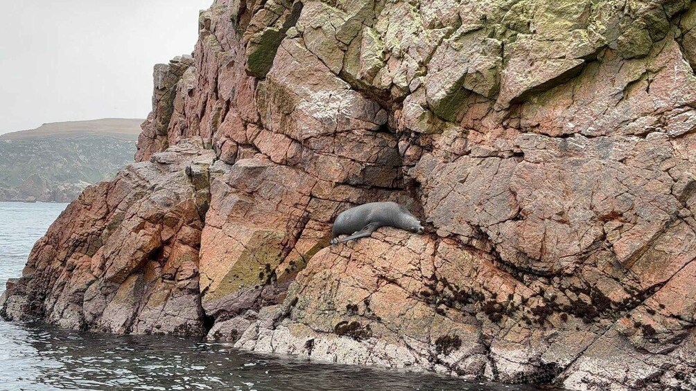 A seal resting on a rocky cliff by the water. 3