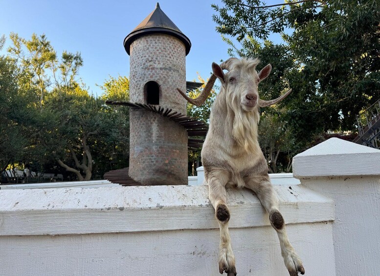 A goat sitting on a white wall with a brick tower in the background. 1