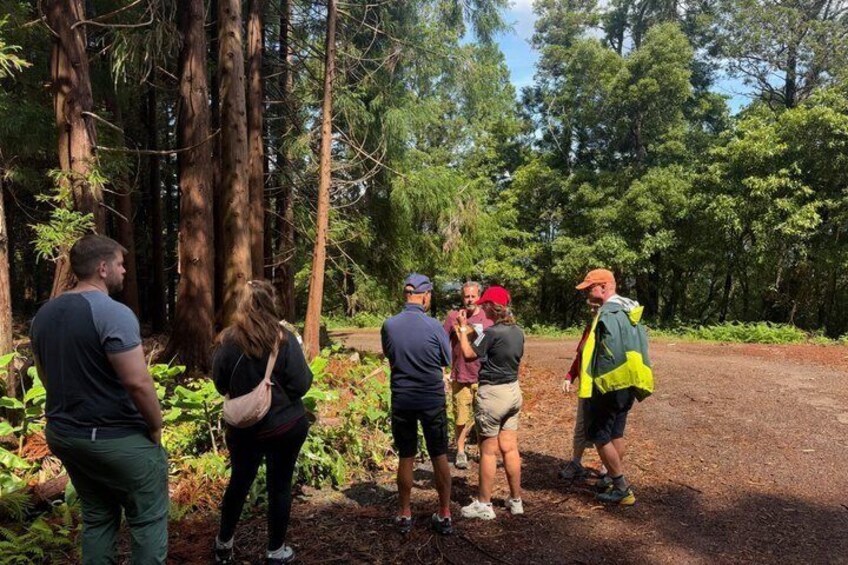 A group of people standing on a dirt path in a forested area with tall trees. 3