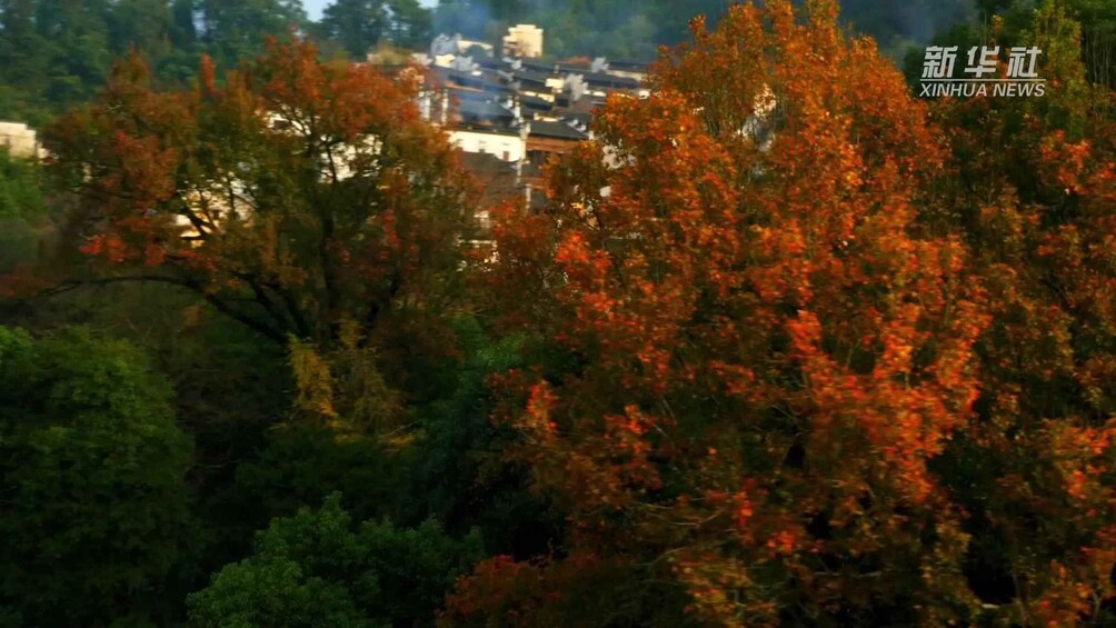 A village with autumn foliage, surrounded by dense trees. 3
