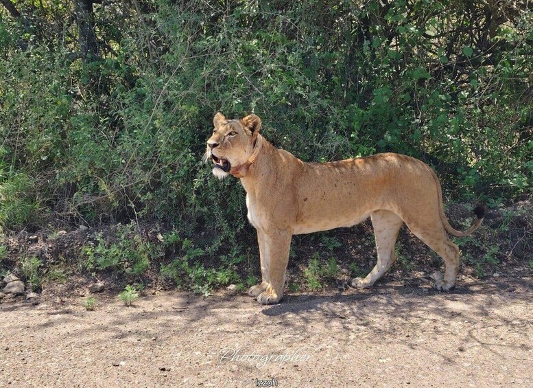 A lion standing on a dirt path with dense green foliage in the background. 5
