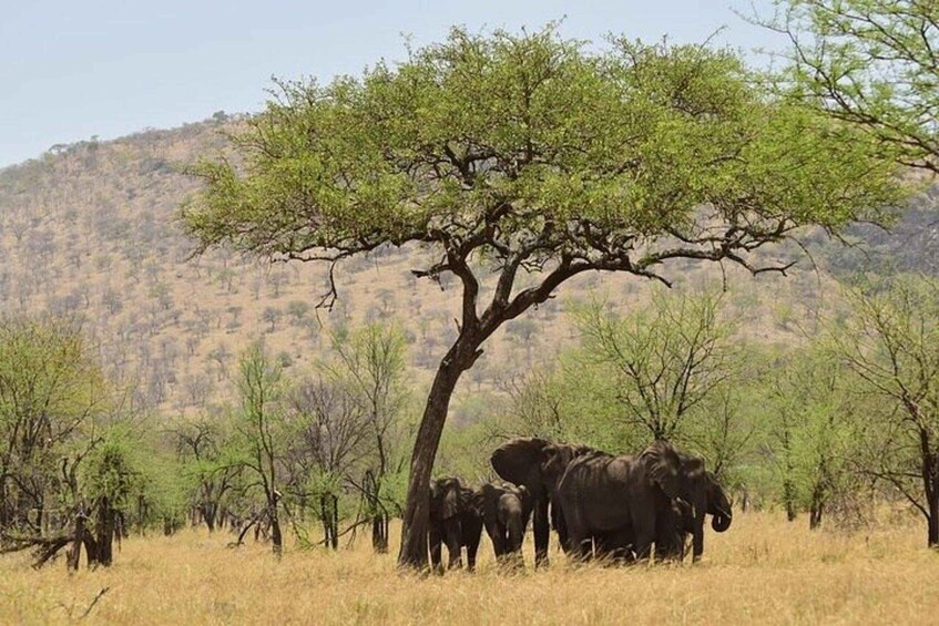 Elephants under a tree in a savanna landscape. 2