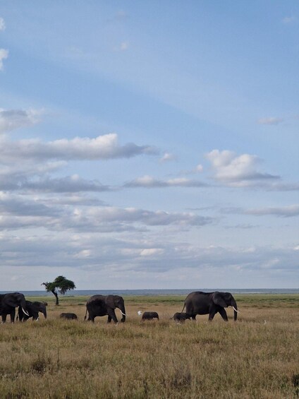 A herd of elephants in a grassy savanna with a clear sky. 4