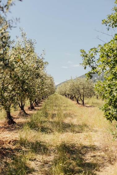 A row of olive trees in a dry, grassy field with a clear sky. 2
