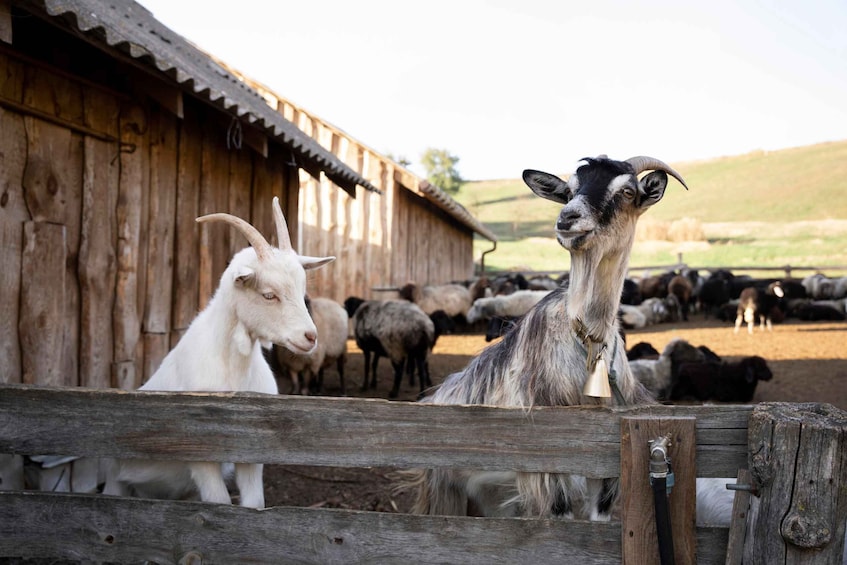 A goat in a pen with a wooden fence, a barn, and a herd of sheep in the background. 5
