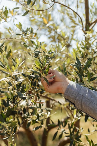 A hand holding an olive branch amidst olive trees. 1