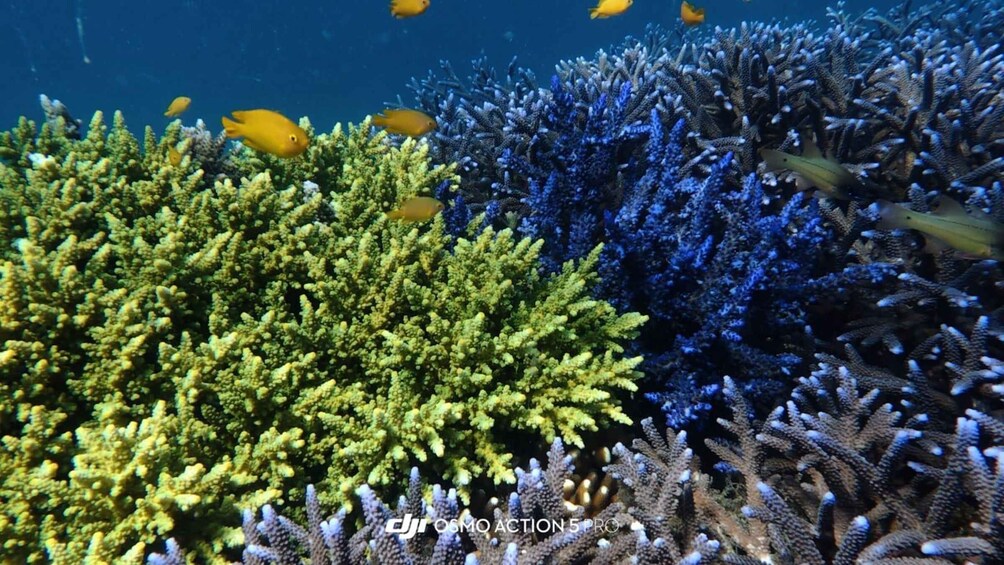 A vibrant coral reef with various fish species, including yellow and blue ones, and different types of coral formations. 1