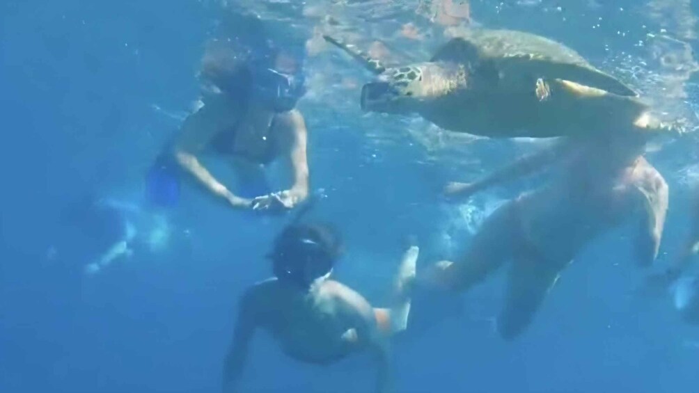 A person swimming with a sea turtle in clear blue water. 1