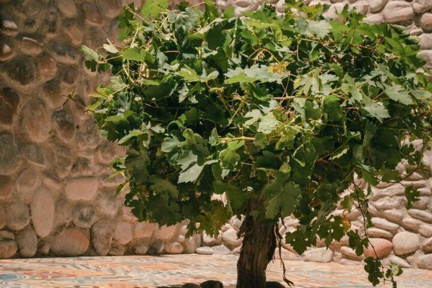 A tree with green leaves in front of a stone wall. 3