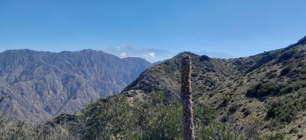 A mountainous landscape with a prominent cactus in the foreground and distant snow-capped peaks. 3
