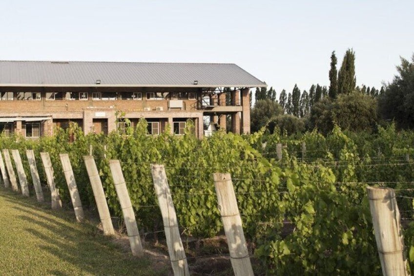 A vineyard with rows of grapevines, a building with a metal roof, and trees in the background. 1