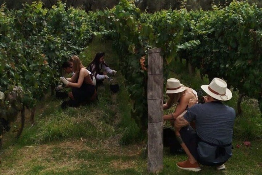 A group of people in a vineyard, examining plants. 3