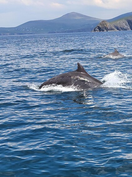 A dolphin swimming in the ocean with a mountainous landscape in the background. 4