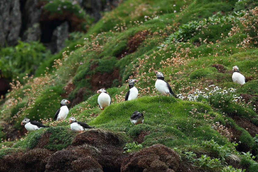 Puffins on a grassy cliff with flowers. 5